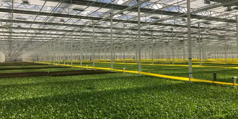 Industrial Greenhouse